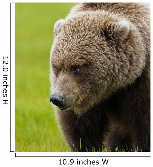 Close Up Of Brown Bear In Sedge Grasses In Hallo Bay Wall Mural