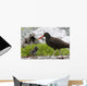 Close Up View Of Oyster Catcher With Her Chick In Kukak Bay Wall Mural