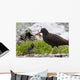 Close Up View Of Oyster Catcher With Her Chick In Kukak Bay Wall Mural