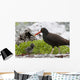 Close Up View Of Oyster Catcher With Her Chick In Kukak Bay Wall Mural
