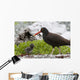 Close Up View Of Oyster Catcher With Her Chick In Kukak Bay Wall Mural