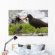 Close Up View Of Oyster Catcher With Her Chick In Kukak Bay Wall Mural