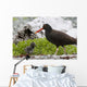 Close Up View Of Oyster Catcher With Her Chick In Kukak Bay Wall Mural