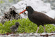 Close Up View Of Oyster Catcher With Her Chick In Kukak Bay Wall Mural