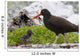 Close Up View Of Oyster Catcher With Her Chick In Kukak Bay Wall Mural
