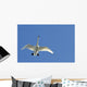 Trumpeter Swan In Flight Over Westchester Lagoon Wall Mural