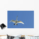 Trumpeter Swan In Flight Over Westchester Lagoon Wall Mural