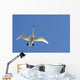 Trumpeter Swan In Flight Over Westchester Lagoon Wall Mural
