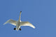 Trumpeter Swan In Flight Over Westchester Lagoon Wall Mural