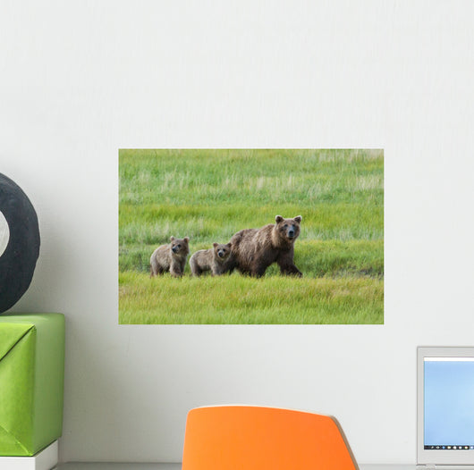 Brown Bear Sow Walks With Her Cubs In A Grassy Meadow Wall Mural