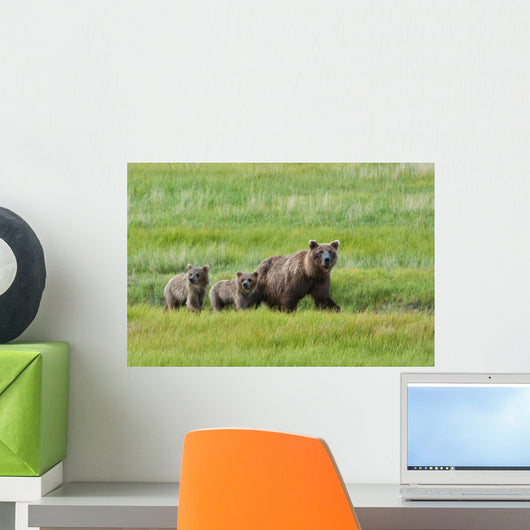 Brown Bear Sow Walks With Her Cubs In A Grassy Meadow Wall Mural