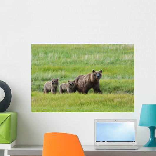 Brown Bear Sow Walks With Her Cubs In A Grassy Meadow Wall Mural