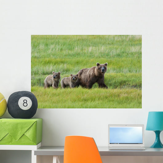 Brown Bear Sow Walks With Her Cubs In A Grassy Meadow Wall Mural