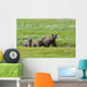 Brown Bear Sow Walks With Her Cubs In A Grassy Meadow Wall Mural