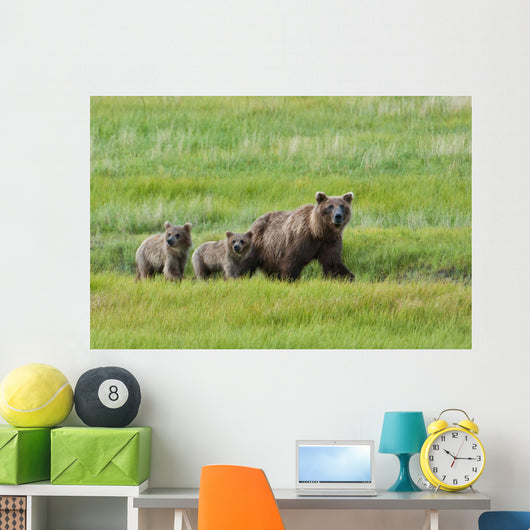 Brown Bear Sow Walks With Her Cubs In A Grassy Meadow Wall Mural