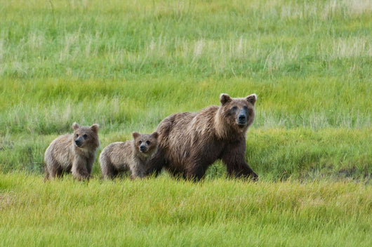 Brown Bear Sow Walks With Her Cubs In A Grassy Meadow Wall Mural