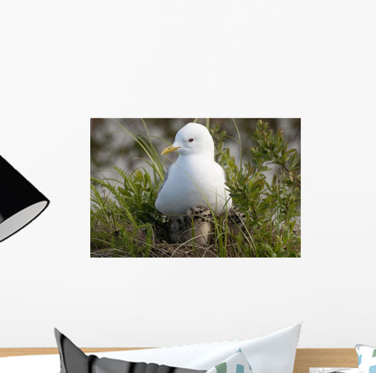 Close Up View Of A Glaucous Gull Nesting Wall Mural