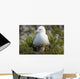 Close Up View Of A Glaucous Gull Nesting Wall Mural
