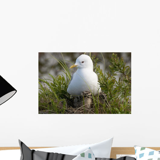 Close Up View Of A Glaucous Gull Nesting Wall Mural