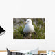 Close Up View Of A Glaucous Gull Nesting Wall Mural