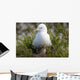 Close Up View Of A Glaucous Gull Nesting Wall Mural