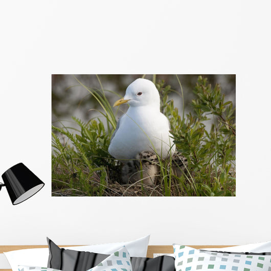 Close Up View Of A Glaucous Gull Nesting Wall Mural