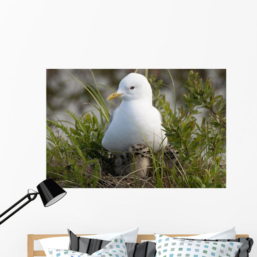 Close Up View Of A Glaucous Gull Nesting Wall Mural