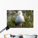 Close Up View Of A Glaucous Gull Nesting Wall Mural