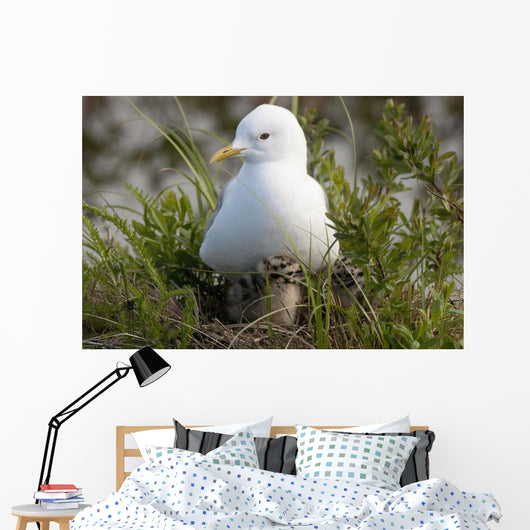 Close Up View Of A Glaucous Gull Nesting Wall Mural