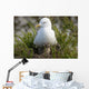 Close Up View Of A Glaucous Gull Nesting Wall Mural