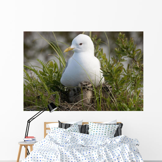 Close Up View Of A Glaucous Gull Nesting Wall Mural