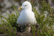 Close Up View Of A Glaucous Gull Nesting Wall Mural