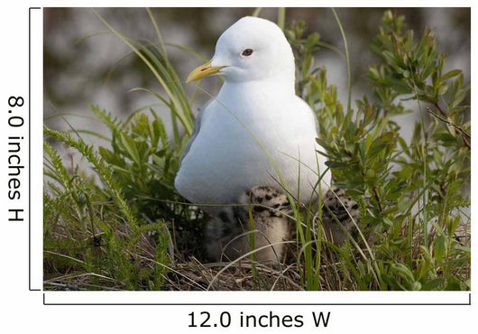 Close Up View Of A Glaucous Gull Nesting Wall Mural