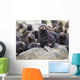 Portrait Of A Northern Fur Seal Pup Wall Mural