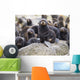 Portrait Of A Northern Fur Seal Pup Wall Mural