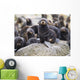 Portrait Of A Northern Fur Seal Pup Wall Mural