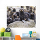 Portrait Of A Northern Fur Seal Pup Wall Mural