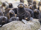 Portrait Of A Northern Fur Seal Pup Wall Mural