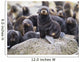 Portrait Of A Northern Fur Seal Pup Wall Mural