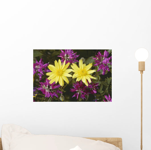 Close Up Of Alpine Anica *Wild Sweetpea* Interior Alaska Summer Wall Mural