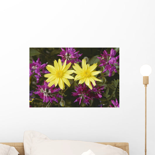 Close Up Of Alpine Anica *Wild Sweetpea* Interior Alaska Summer Wall Mural