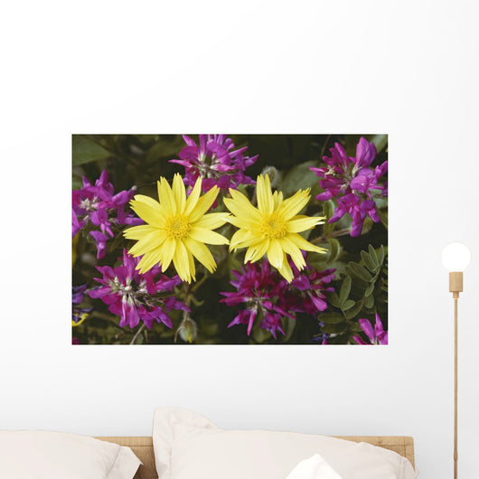 Close Up Of Alpine Anica *Wild Sweetpea* Interior Alaska Summer Wall Mural