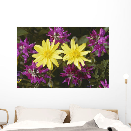 Close Up Of Alpine Anica *Wild Sweetpea* Interior Alaska Summer Wall Mural