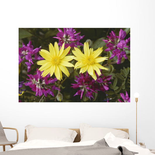 Close Up Of Alpine Anica *Wild Sweetpea* Interior Alaska Summer Wall Mural