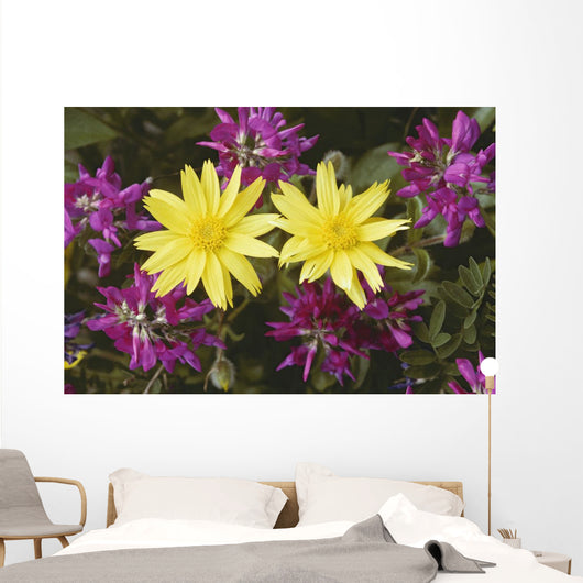 Close Up Of Alpine Anica *Wild Sweetpea* Interior Alaska Summer Wall Mural