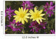 Close Up Of Alpine Anica *Wild Sweetpea* Interior Alaska Summer Wall Mural