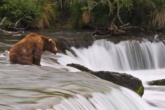 A Large Brown Bear Patiently Sits At Brooks Falls Wall Mural