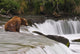 A Large Brown Bear Patiently Sits At Brooks Falls Wall Mural