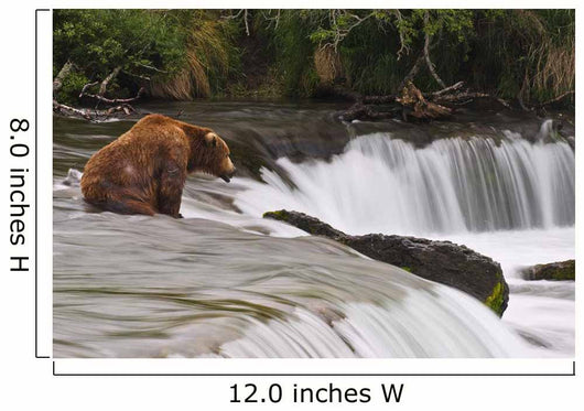 A Large Brown Bear Patiently Sits At Brooks Falls Wall Mural