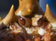 Close-Up Shot Of The Eyes Of A Golden King Crab Southeast Wall Mural